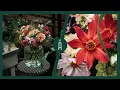 Download Lagu 5 favoriete plukbloemen voor elke tuin I van dahlia tot zinnia I Angelo Dorny