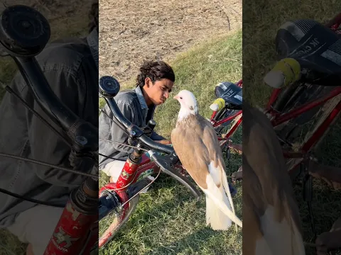 Aaj kabutar🕊️ne madat😱😳 kardi #kabutarhelp #pigeonvideo