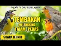 Download Lagu 🔴 MASTERAN TEMBAKAN KASAR DAN RAPAT Untuk murai,kacer,cucakijo