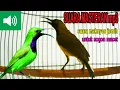 Download Lagu SOGOK ONTONG Suara Mp3 Masteran Paling Jernih pancingan bunyi sogon lama macet