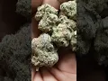 Ice Wine Hybrid 27