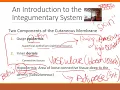 Integumentary System Part 1
