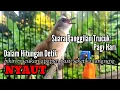 Download Lagu Suara panggilan Trucukan pagi hari buat pancingan trucukan biar bunyi jadikan burung trucuk GACOR