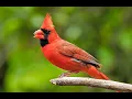 Northern Cardinal Cardinalis cardinalis 1080p