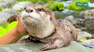 ここが一番安心できる場所。カワウソたちが最後に選んだ「特等席」が尊すぎる。