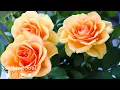 Lagu SERGEY GRISCHUK - RELAXING MUSIC FOR YOU - BEAUTIFUL FLOWERS