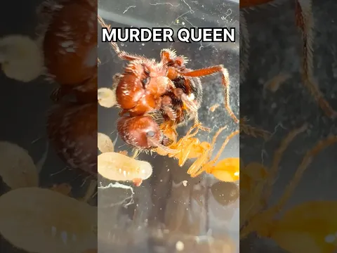 Pet Murder Queen Ant
