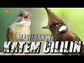 Download Lagu MASTERAN KAPAS TEMBAK DAN CILILIN COKLAT
