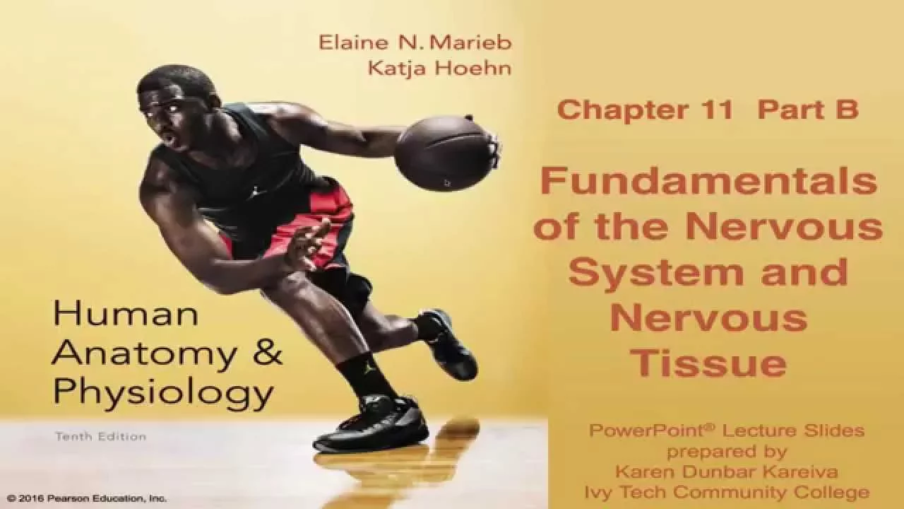 Anatomy & Physiology Chapter 11 Part B: Nervous System and Nervous Tissue Lecture