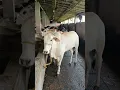 Download Lagu AL MADINA #TRENDING BEAUTIFUL COWS #SALE#VIRAL