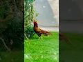 Download Lagu https://vt.tiktok.com/ZSrkaWeFs/ trending no 1 million views shaikh fancy birds