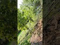 Download Lagu Willow Hybrid 6 years from Cuttling to 40' trees, then cut to 2' then back up 3xs