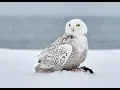 Download Lagu Owls of North America and their Calls