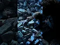 Download Lagu Tyrion mourns over Cersei and Jaime's Dead Bodies | Game of Thrones | #shorts #short #viral