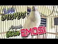 Download Lagu Perkutut putih gacor suara besar durasi panjang cocok untuk terapi burung paud dan macet bunyi.