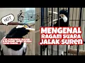 Download Lagu Mengenal ragam suara jalak suren