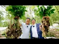 Download Lagu Harvesting the World's Rarest Ginseng in Vietnam - Enjoying Delicious Ginseng Dishes | SAPA TV