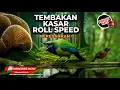Download Lagu 🔴 Roll Speed Tembakan Kasar Cucak Cungkok Gacor Isian Mewah vs Tepus Kepala Abu Abu Gacor Kasar