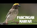 Download Lagu suara pancingan manyar biar cepat bunyi