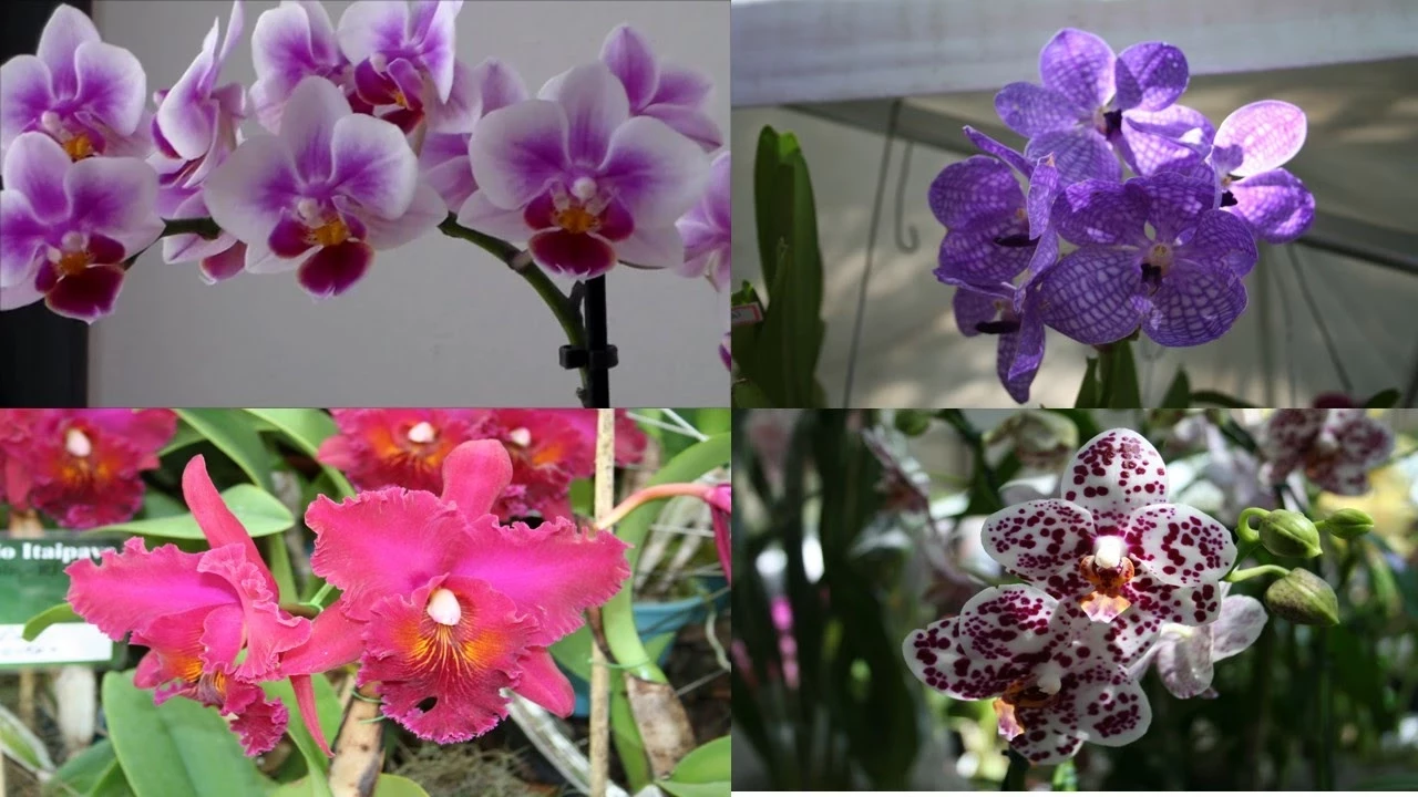 COMO CUIDAR DE ORQUÍDEAS E COMPRAR MAIS BARATO?