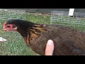 Penny Hatch by Thundervalley Game farm