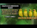 Download Lagu Terapi Pleci Ombyokan Agar Rajin Bunyi | Atasi Stres \u0026 Rangsang Ngeriwik