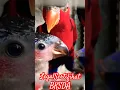Download Lagu Ternak Burung Nuri Kepala Hitam induk Resmi/Legal Sertifikat BKSDA F2 #nurikepalahitam #ternaknuri