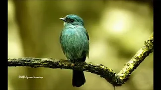 bangladeshi gaan
