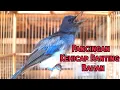 Download Lagu KEHICAP RANTING GACOR||Cocok Untuk Masteran/Pancingan Burung Bahan Agar Cepat Gacor