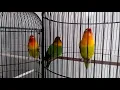 Download Lagu Love Bird isian Tengkek