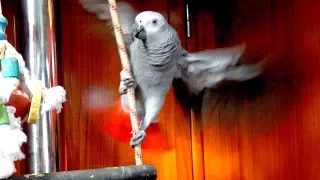 SSL 173 ~ TIKI Chatter ~ 18month African Grey Parrot First Words