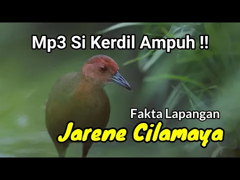 Download MP3 Suara Pikat Tikusan Mata Merah Paling Ampuh !! Cocok Untuk Siang dan Malam