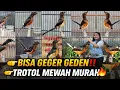 Lagu GEGER GEDEN‼️ MURAI TROTOLAN FIGHTER MEWAH HARGA MURAH, BERANI MAIN KELAS ATAS 🔥