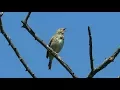 Download Lagu Singing Tree Pipit - Antus trivialis - Boompieper / Lavaux-Saint-Anne - Belgium / May 2017