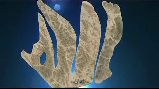 عمر الأمة الأسلامية 1500 عام وما بقى الا القليل محاضرة قدمها فصيح اللسان الشيخ حسن التهامى حفظه الله 