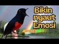 Download Lagu PANCINGAN DASYAT MURAI BATU BIKIN EMOSI MURAI BATU LAIN AGAR BUNYI NYAUT GACOR EMOSI