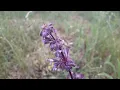 Lagu Kranssalie - Salvia verticillata
