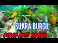 Download Lagu suara pikat burcil ribut _menjerit _kejepit paling ampuh ANDALAN pemikat anti zoonk