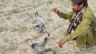 🐍🐍Pair of Cobra Snakes found in the Fields #cobra #snakes #wildlife #snakepair #snakecatcher