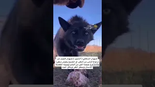 حيوان السعلي او الشيب اخطر الحيوانات وجبته المفضلة الانسان وحفار القبور دندنها