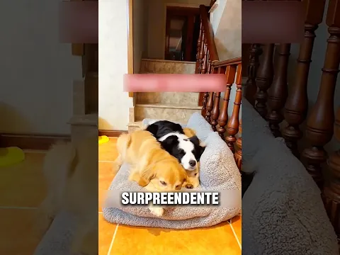 Esses cachorros são simplesmente inseparáveis 😻