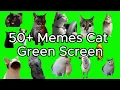 Download Lagu Cat Memes Green Screen || Crazy Kat Memes