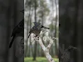Burung Decu si hitam yang Merdu #birdsinging #Saxicolacaprata #decu