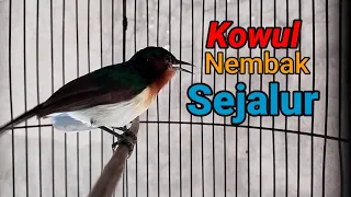 kowul shoots in a long line suitable for masteran pleci