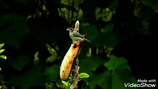 كروان البحيره ختام لم ولن يتكرر القارئ الشيخ ممدوح عامر 