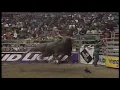 White Pages bucks Terry Don West - 98 PBR Calgary
