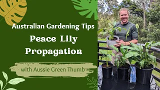 Download Peace Lily Propagation: A Step-By-Step Guide with Nathan from Aussie Green Thumb MP3