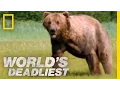 Grizzly Bear Attacks Prey World s Deadliest