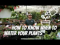 How To Know When To Water Your Plants