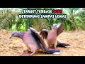 Download Lagu Cara Memikat Burung Tekukur Cerdik Tau Racik Yang Suka Hajar Pikat